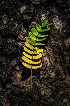 Beautiful leaves with gradient green and yellow color on tree bark texture. Oak wood background. Dry log material cracked surface. Abstract rustic hardwood timber. Concept of aging, growth, death.の写真素材