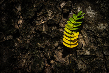 Beautiful leaves with gradient green and yellow color on tree bark texture. Oak wood background. Dry log material cracked surface. Abstract rustic hardwood timber. Concept of aging, growth, death.の写真素材