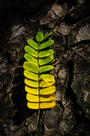 Beautiful leaves with gradient green and yellow color on tree bark texture. Oak wood background. Dry log material cracked surface. Abstract rustic hardwood timber. Concept of aging, growth, death.の写真素材