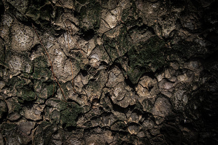 Bark pattern is seamless texture from tree. Oak wood background. Old trunk pattern. Dry log material cracked surface. Abstract rustic hardwood timber. Natural forest materialの写真素材