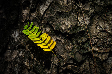 Beautiful leaves with gradient green and yellow color on tree bark texture. Oak wood background. Dry log material cracked surface. Abstract rustic hardwood timber. Concept of aging, growth, death.の写真素材
