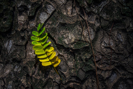 Beautiful leaves with gradient green and yellow color on tree bark texture. Oak wood background. Dry log material cracked surface. Abstract rustic hardwood timber. Concept of aging, growth, death.の写真素材
