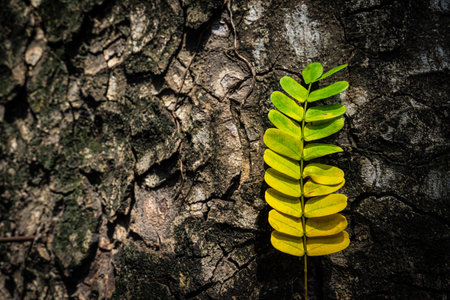 Beautiful leaves with gradient green and yellow color on tree bark texture. Oak wood background. Dry log material cracked surface. Abstract rustic hardwood timber. Concept of aging, growth, death.の写真素材