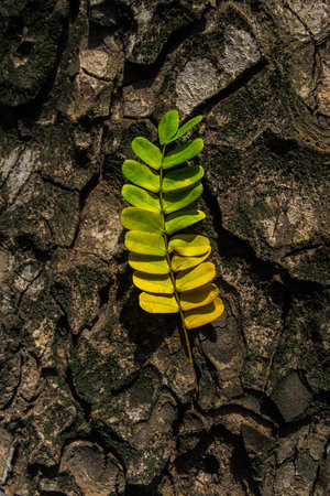 Beautiful leaves with gradient green and yellow color on tree bark texture. Oak wood background. Dry log material cracked surface. Abstract rustic hardwood timber. Concept of aging, growth, death.の写真素材