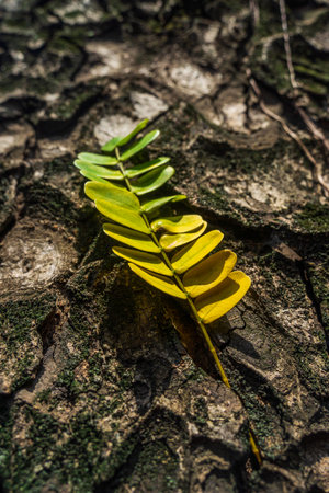 Beautiful leaves with gradient green and yellow color on tree bark texture. Oak wood background. Dry log material cracked surface. Abstract rustic hardwood timber. Concept of aging, growth, death.の写真素材