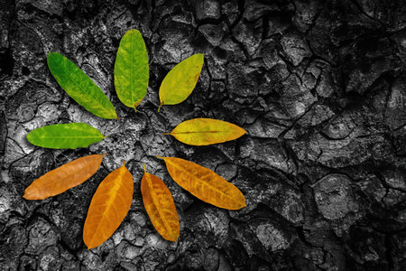Different stages of life on dark tree bark texture. Oak wood background. Dry log material cracked surface. Concept of aging, growth, death. Cradle to grave.の写真素材