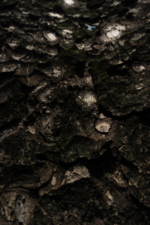 Bark pattern is seamless texture from tree. Oak wood background. Old trunk pattern. Dry log material cracked surface. Abstract rustic hardwood timber. Natural forest materialの写真素材