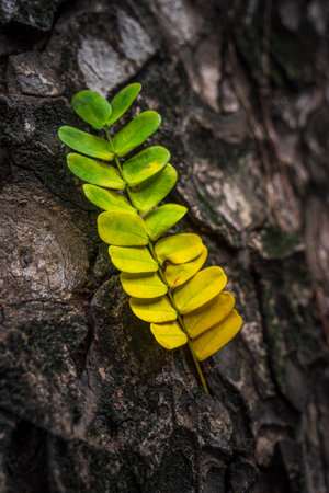 Beautiful leaves with gradient green and yellow color on tree bark texture. Oak wood background. Dry log material cracked surface. Abstract rustic hardwood timber. Concept of aging, growth, death.の写真素材