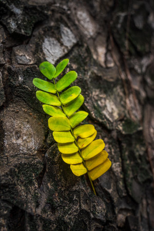 Beautiful leaves with gradient green and yellow color on tree bark texture. Oak wood background. Dry log material cracked surface. Abstract rustic hardwood timber. Concept of aging, growth, death.の写真素材