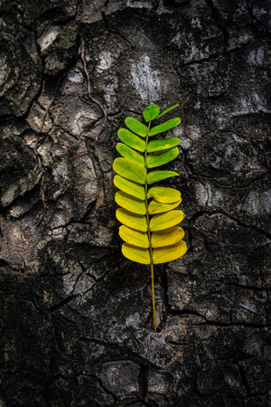 Beautiful leaves with gradient green and yellow color on tree bark texture. Oak wood background. Dry log material cracked surface. Abstract rustic hardwood timber. Concept of aging, growth, death.の写真素材