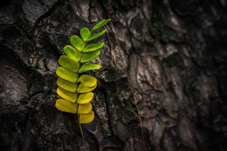 Beautiful leaves with gradient green and yellow color on tree bark texture. Oak wood background. Dry log material cracked surface. Abstract rustic hardwood timber. Concept of aging, growth, death.の写真素材