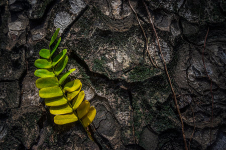 Beautiful leaves with gradient green and yellow color on tree bark texture. Oak wood background. Dry log material cracked surface. Abstract rustic hardwood timber. Concept of aging, growth, death.の写真素材