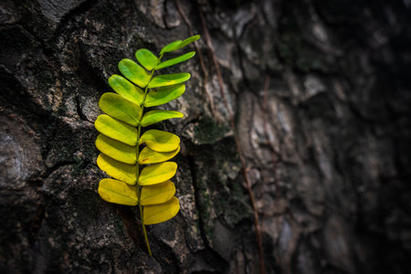 Beautiful leaves with gradient green and yellow color on tree bark texture. Oak wood background. Dry log material cracked surface. Abstract rustic hardwood timber. Concept of aging, growth, death.の写真素材