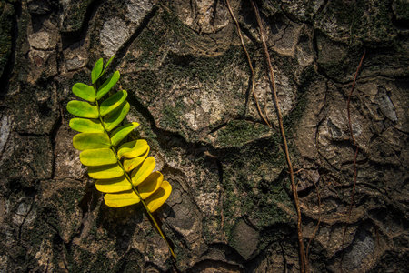 Beautiful leaves with gradient green and yellow color on tree bark texture. Oak wood background. Dry log material cracked surface. Abstract rustic hardwood timber. Concept of aging, growth, death.の写真素材