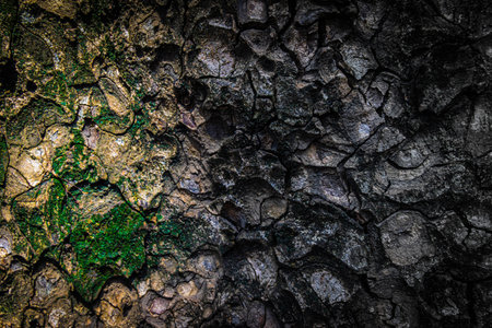 Bark pattern is seamless texture from tree. Oak wood background. Old trunk pattern. Dry log material cracked surface. Abstract rustic hardwood timber. Natural forest materialの写真素材