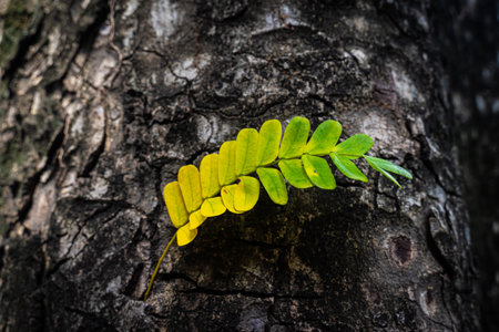 Beautiful leaves with gradient green and yellow color on tree bark texture. Oak wood background. Dry log material cracked surface. Abstract rustic hardwood timber. Concept of aging, growth, death.の写真素材