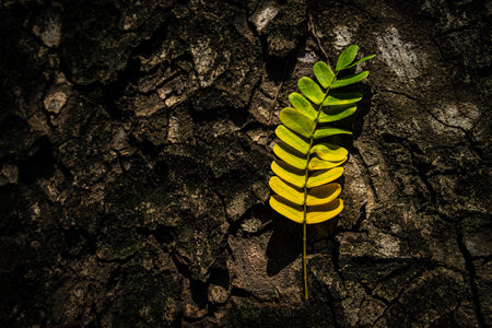 Beautiful leaves with gradient green and yellow color on tree bark texture. Oak wood background. Dry log material cracked surface. Abstract rustic hardwood timber. Concept of aging, growth, death.の写真素材