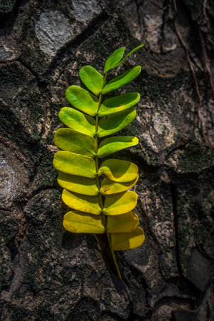 Beautiful leaves with gradient green and yellow color on tree bark texture. Oak wood background. Dry log material cracked surface. Abstract rustic hardwood timber. Concept of aging, growth, death.の写真素材