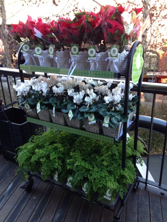 Flower shop stand pot leaves floral beautiful pretty の素材