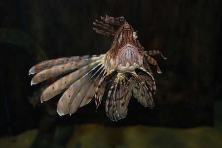 Devil Firefish in aquarium, durban South Africaの写真素材