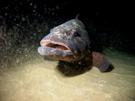 Potato Bass on Night Dive in Sodwanaの写真素材