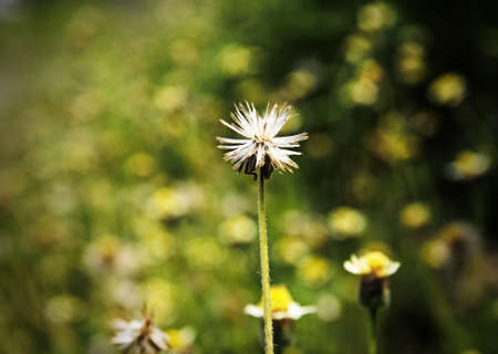 Small yellow flowerの写真素材