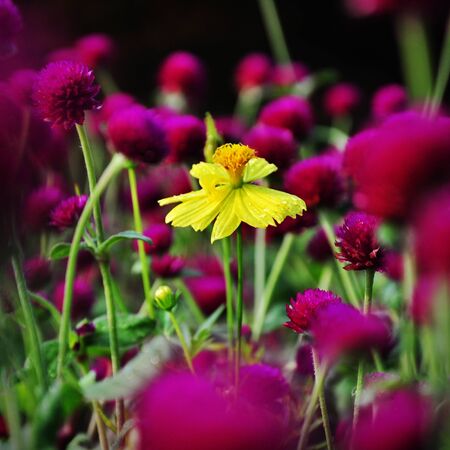 Yellow flowerの写真素材