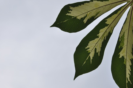 Leaves after the rain over sky backgroundの写真素材