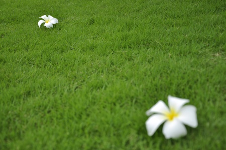 White frangipani flower on the green grassの写真素材