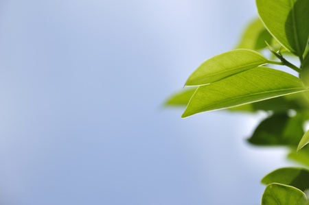 Green leaf background in blue sky