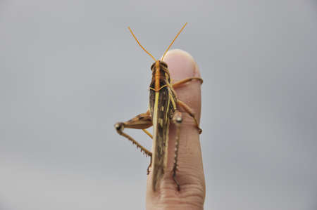 Grasshopper perched on a finger