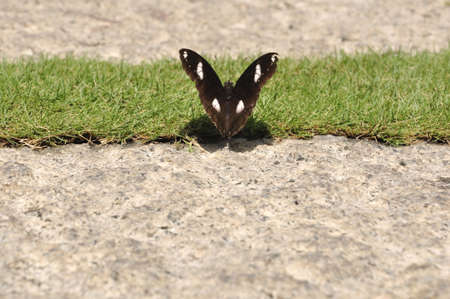 butterfly on green grassの写真素材