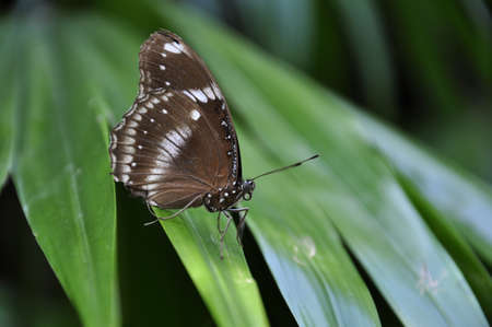  butterfly on leaf. の写真素材
