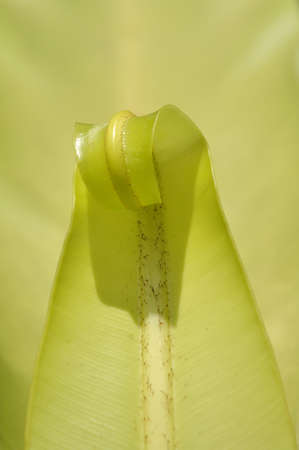 New life - textureの写真素材