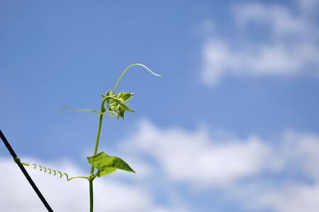 young shot on blue sky