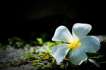 frangipani flower on stoneの写真素材