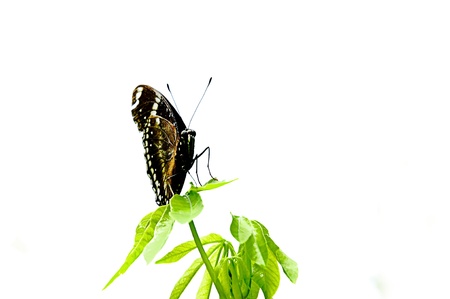 Butterfly on green leaf