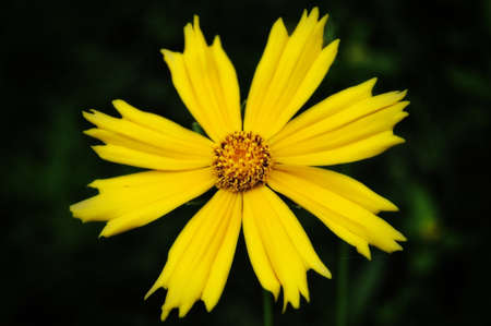 Yellow Cosmos Flower Close-up on Dark Background