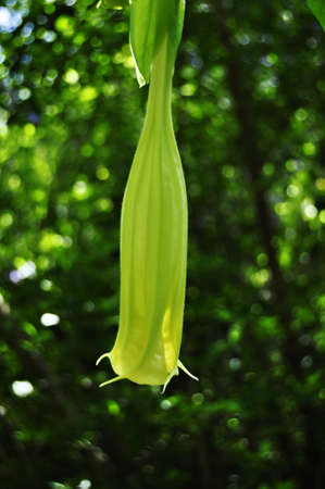 Close-up Beautiful Flower on green backgroundの写真素材