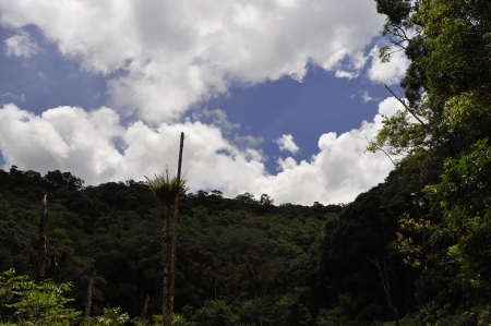 Forest and blue sky, white clouds