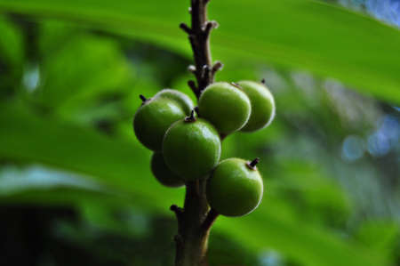 Fresh Green Natureの写真素材