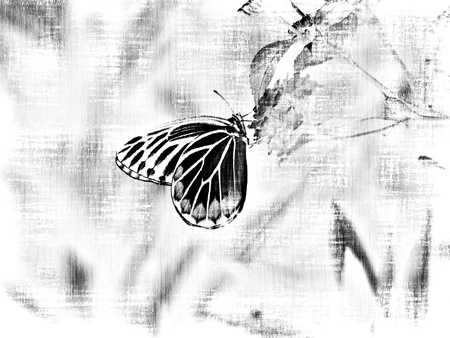 Vintage Black and white Beautiful Butterfly on flowerの写真素材