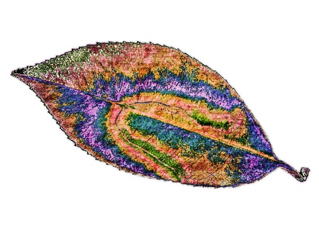 art leaf autumn abstractの写真素材