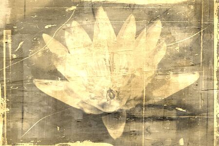 flower abstract textures and backgroundsの写真素材