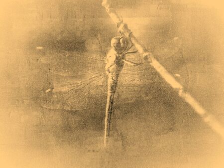 Dragonfly abstract textures and backgroundsの写真素材