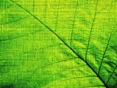 Green Leaf  on Burlap Linen Rustic Jute Backgroundの写真素材