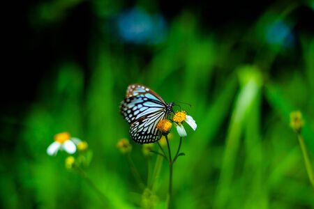 Butterfly on flower insect nectar morning