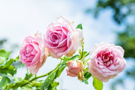 Beautiful pink rose flower in gardenの写真素材