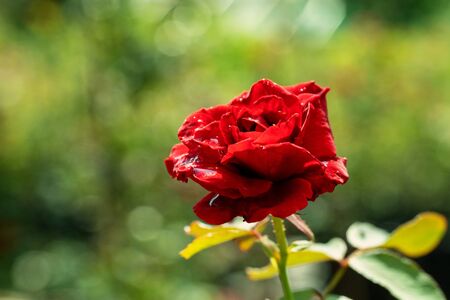 Blooming flower rose with green leavesの写真素材