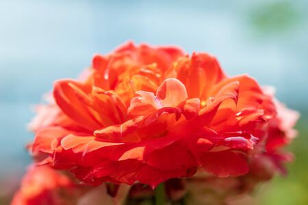 Close-up Beautiful Rose Flowerの写真素材